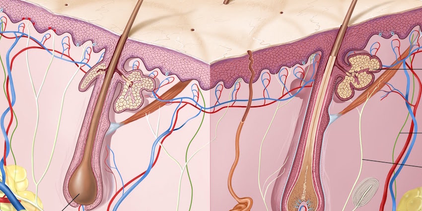 De huid: uitleg over de anatomie en functies