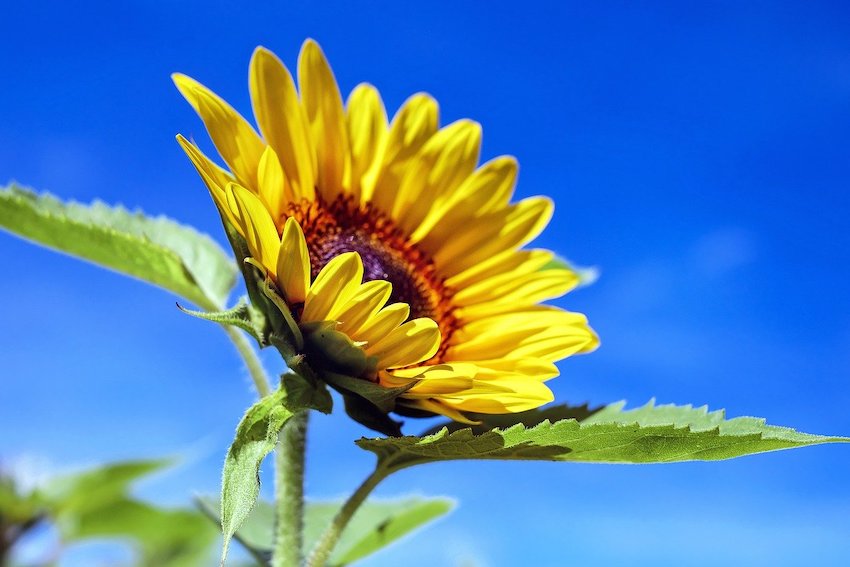 Huidtherapie tijdens de zomer